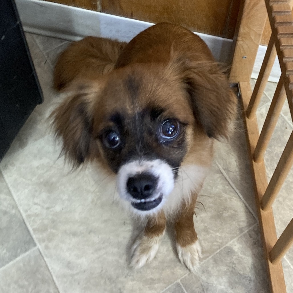Guinevere, an adoptable Papillon in San Pablo, CA, 94803 | Photo Image 1