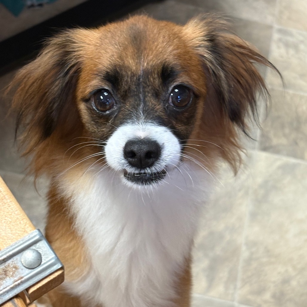 Guinevere, an adoptable Papillon in San Pablo, CA, 94803 | Photo Image 1