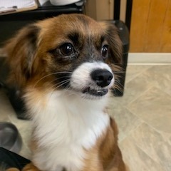 Guinevere, an adoptable Papillon in San Pablo, CA, 94803 | Photo Image 3