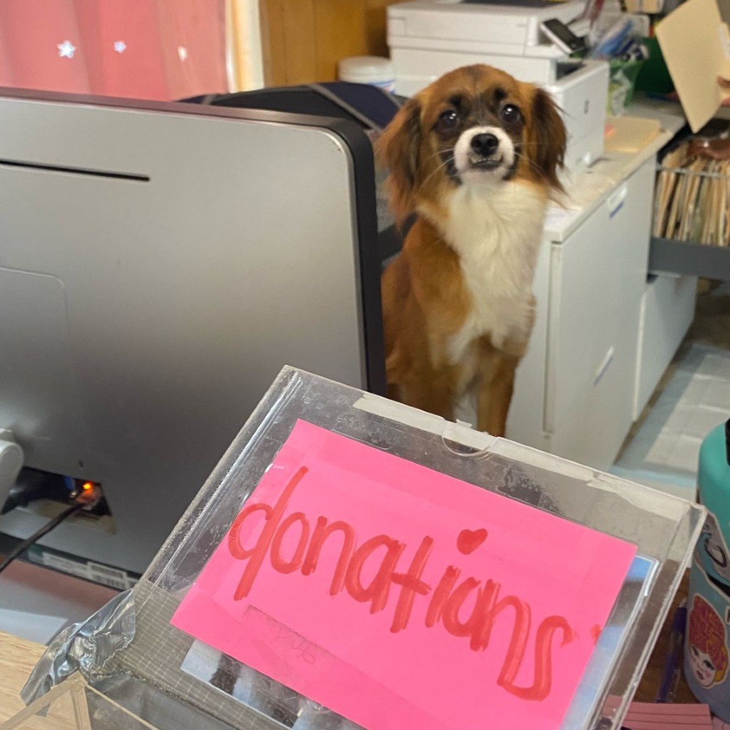 Guinevere, an adoptable Papillon in San Pablo, CA, 94803 | Photo Image 4
