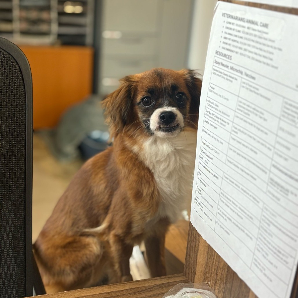 Guinevere, an adoptable Papillon in San Pablo, CA, 94803 | Photo Image 5
