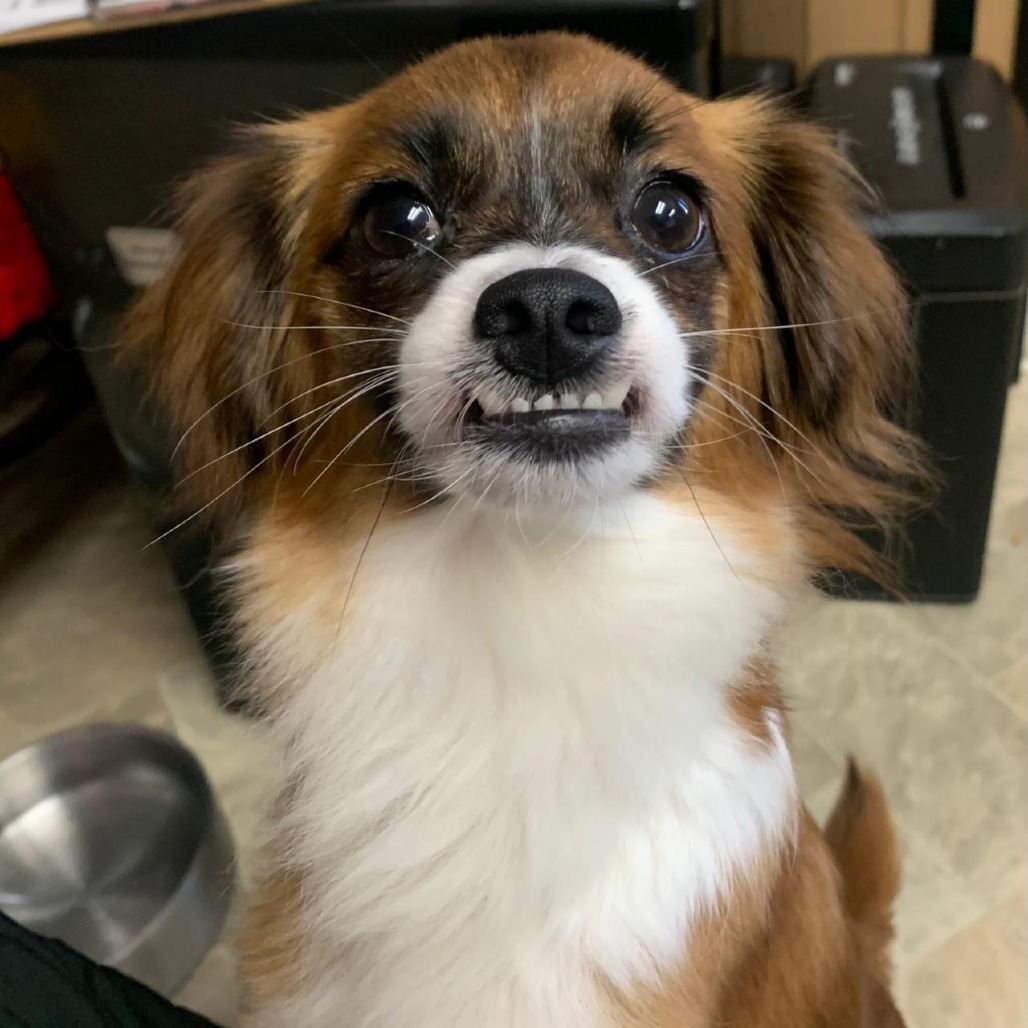 Guinevere, an adoptable Papillon in San Pablo, CA, 94803 | Photo Image 6