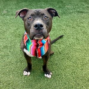 Fantastic Sam, Adult Male unknown