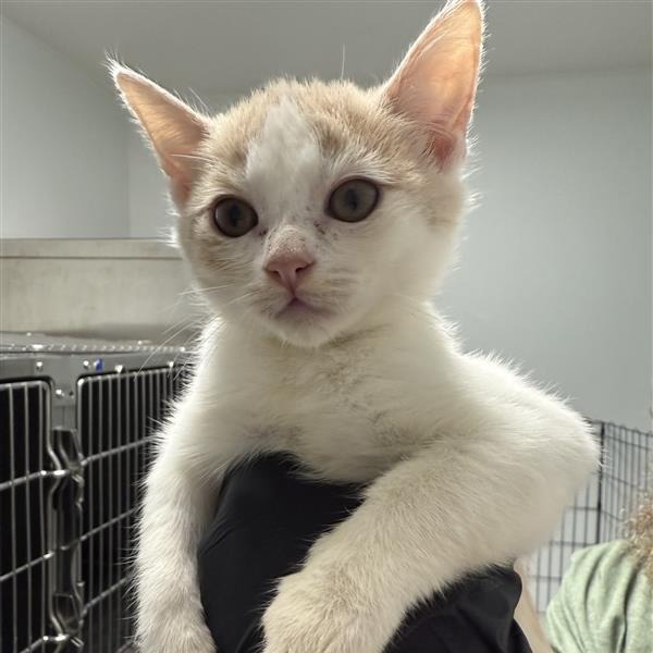 Peach, an adoptable Domestic Short Hair in Mount Shasta, CA, 96067 | Photo Image 1