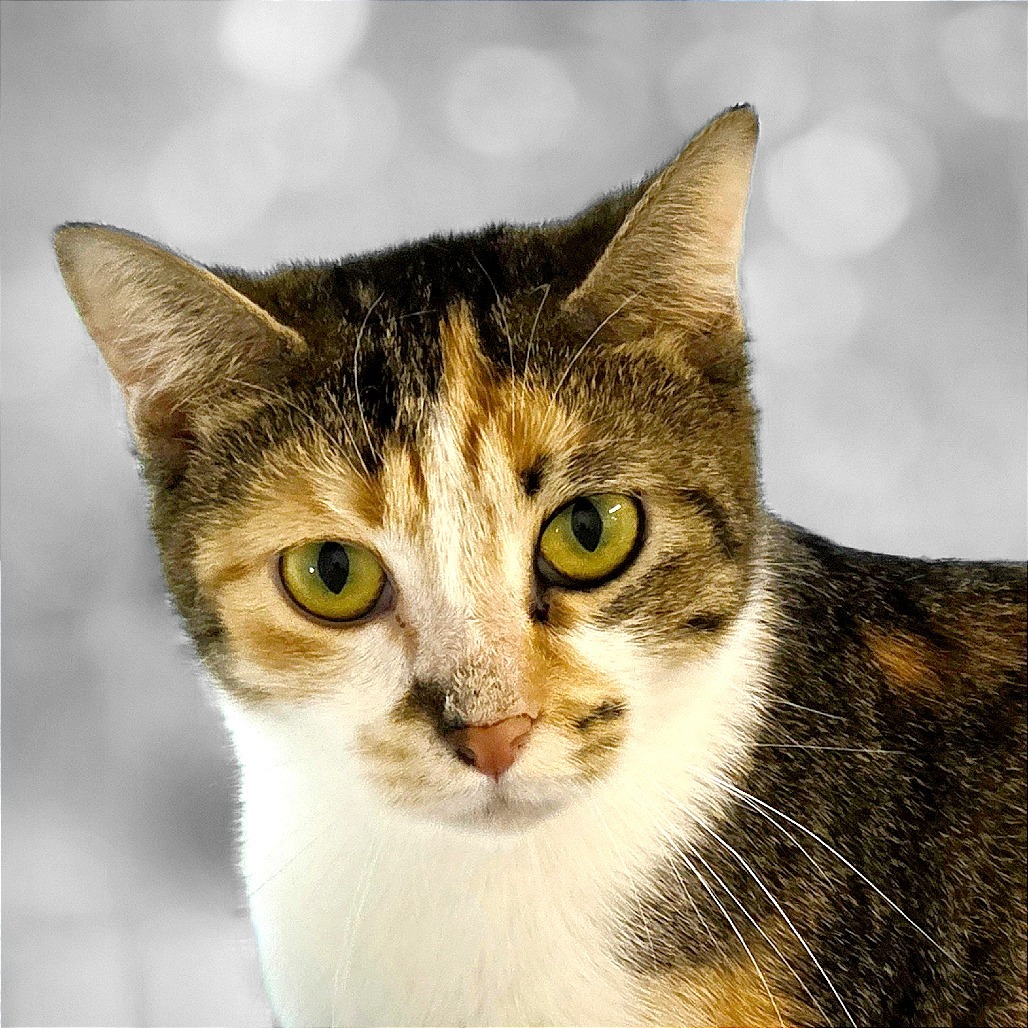 Grace, an adoptable Domestic Short Hair in Mount Shasta, CA, 96067 | Photo Image 1