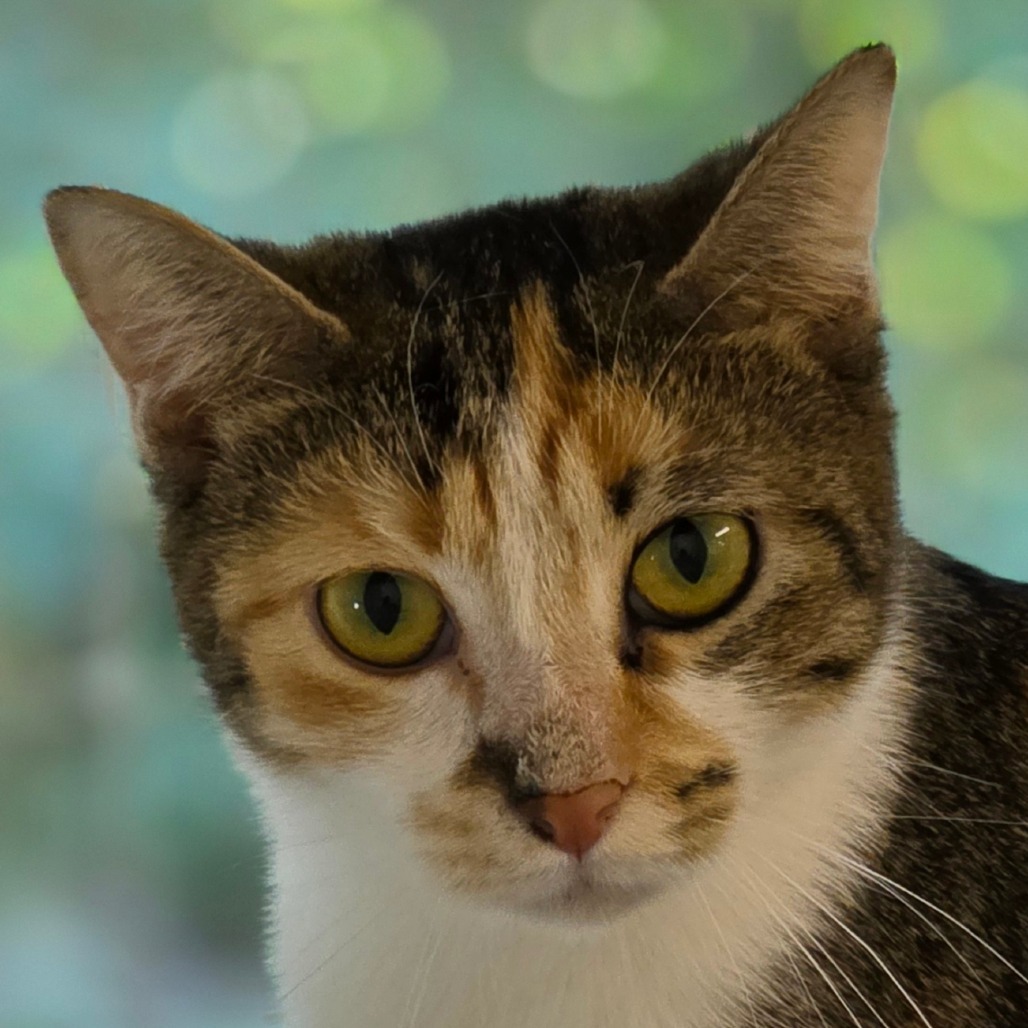 Grace, an adoptable Domestic Short Hair in Mount Shasta, CA, 96067 | Photo Image 2