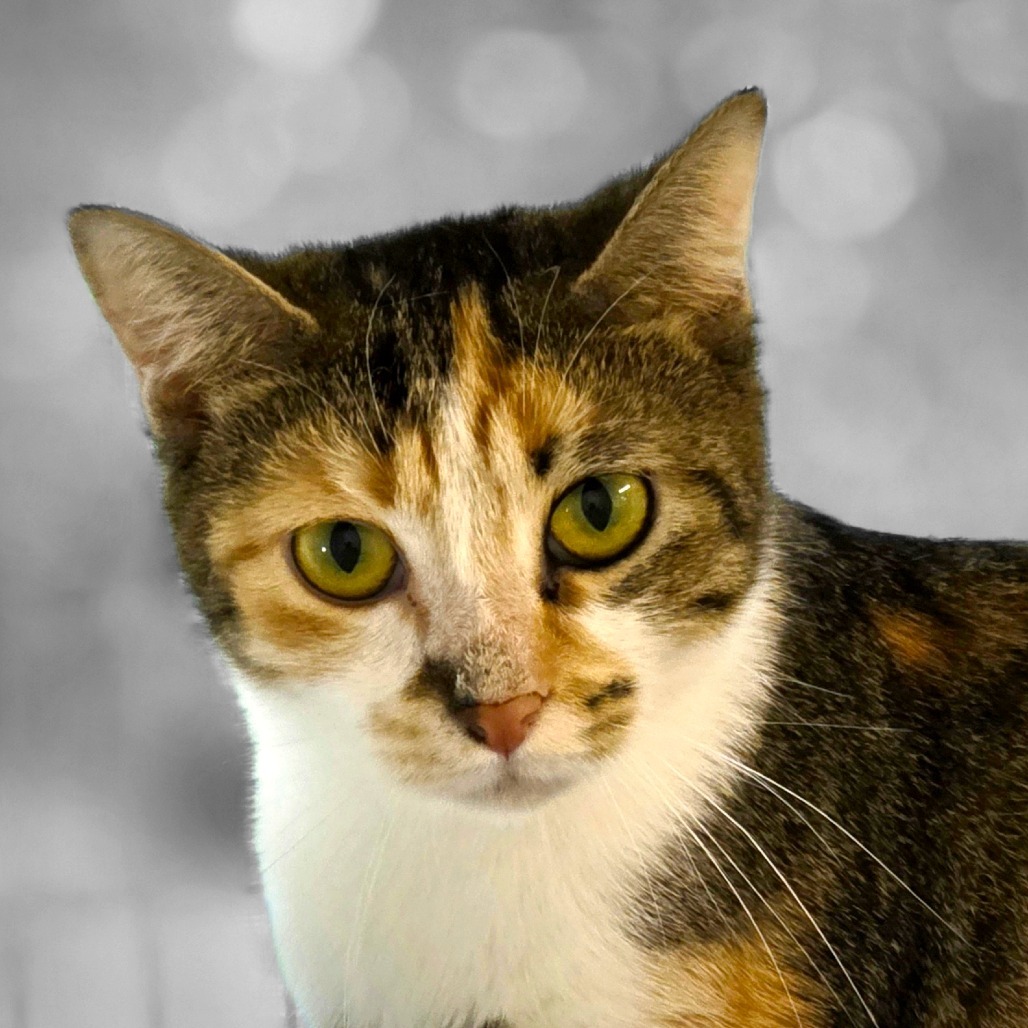 Grace, an adoptable Domestic Short Hair in Mount Shasta, CA, 96067 | Photo Image 3
