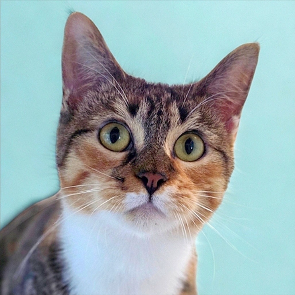 Ginger, an adoptable Domestic Short Hair in Mount Shasta, CA, 96067 | Photo Image 1