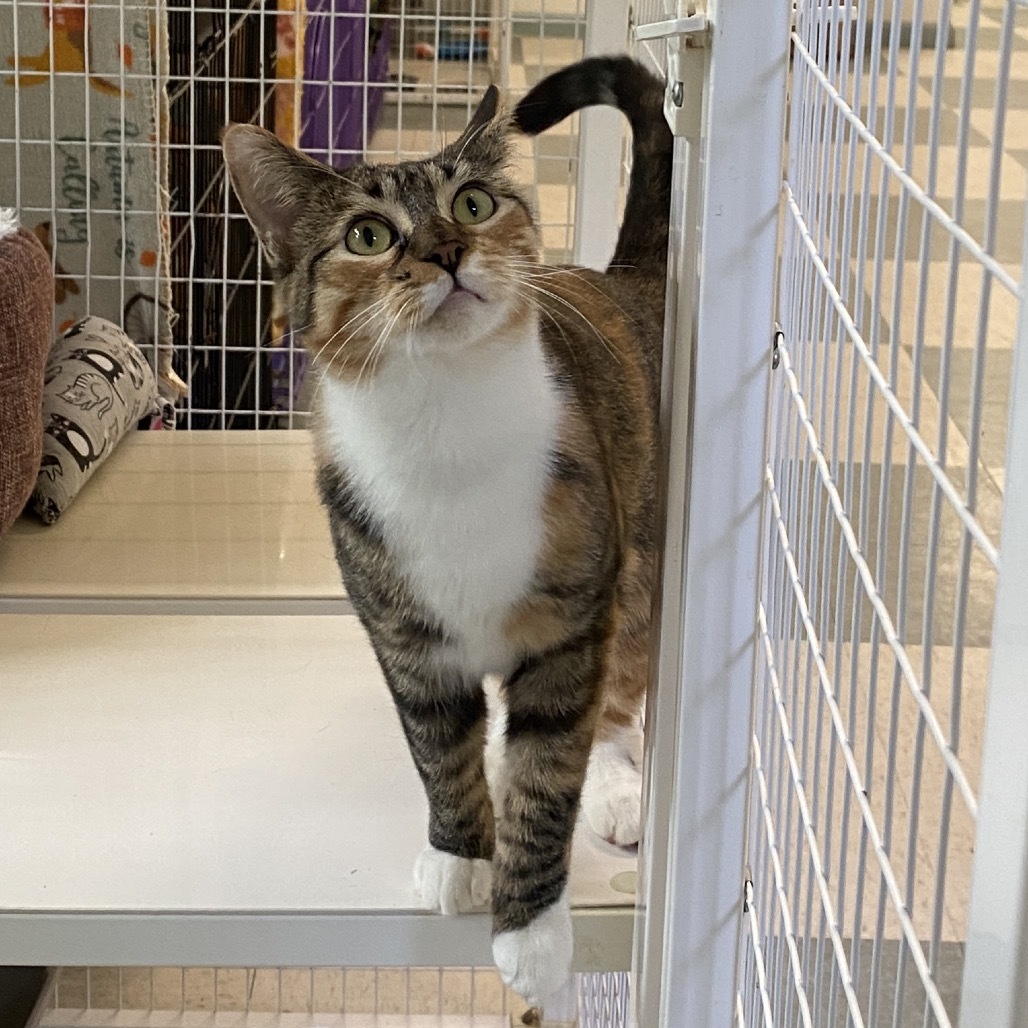 Ginger, an adoptable Domestic Short Hair in Mount Shasta, CA, 96067 | Photo Image 2