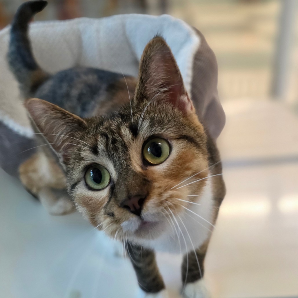 Ginger, an adoptable Domestic Short Hair in Mount Shasta, CA, 96067 | Photo Image 3
