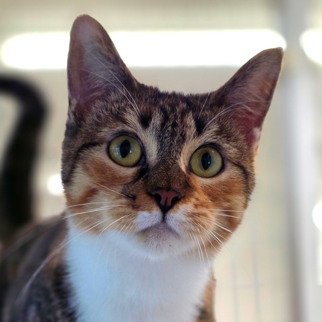 Ginger, an adoptable Domestic Short Hair in Mount Shasta, CA, 96067 | Photo Image 4