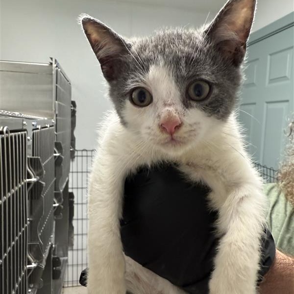 Leo, an adoptable Domestic Short Hair in Mount Shasta, CA, 96067 | Photo Image 1