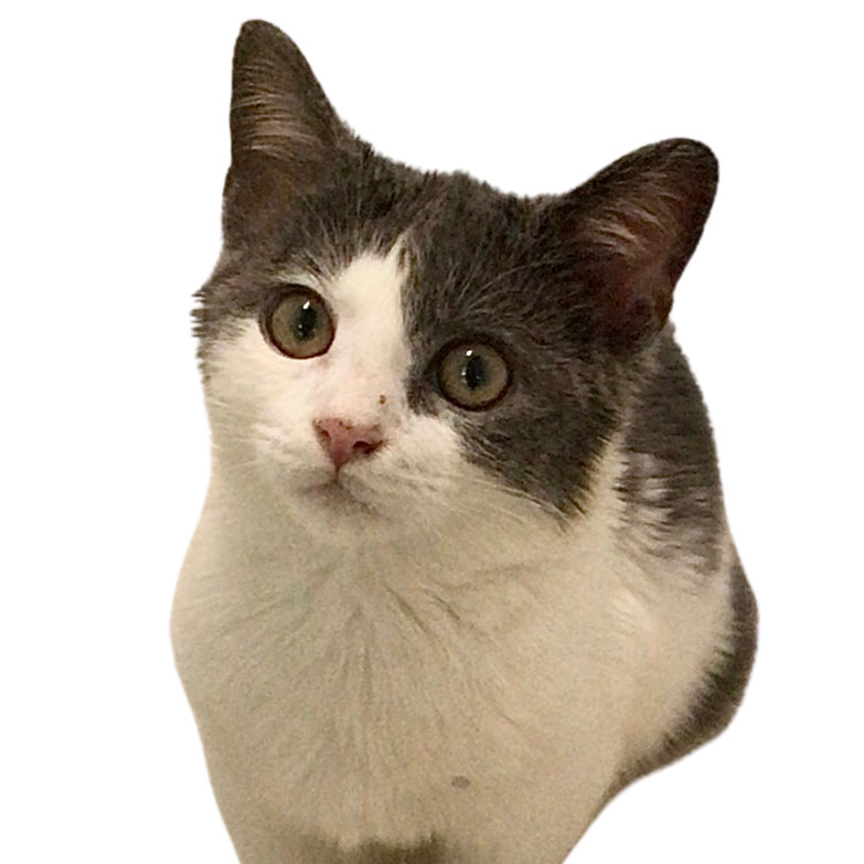 Leo, an adoptable Domestic Short Hair in Mount Shasta, CA, 96067 | Photo Image 1