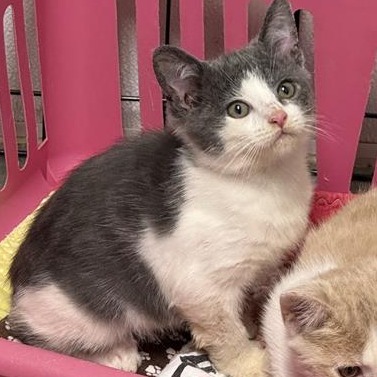 Leo, an adoptable Domestic Short Hair in Mount Shasta, CA, 96067 | Photo Image 4