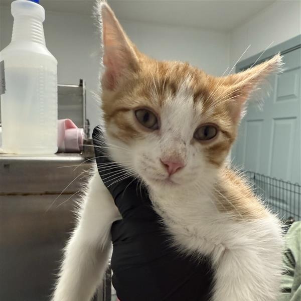 Max, an adoptable Domestic Short Hair in Mount Shasta, CA, 96067 | Photo Image 1