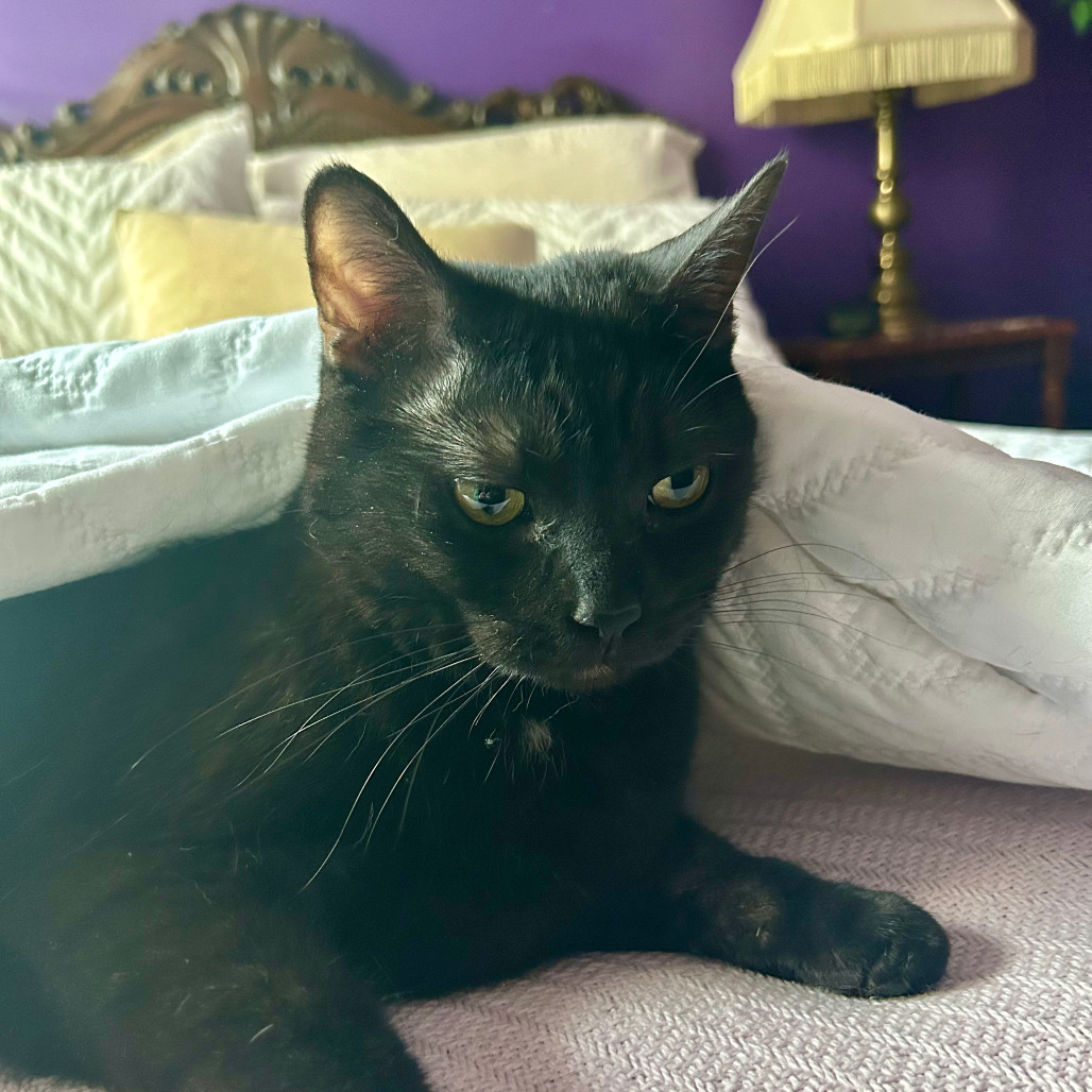 Doug (bonded with Laurie)