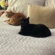 Doug (bonded with Laurie)