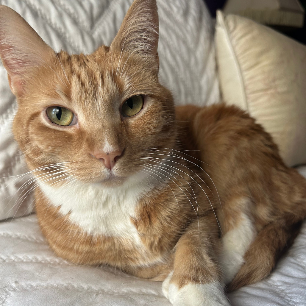 Laurie (bonded with Doug)