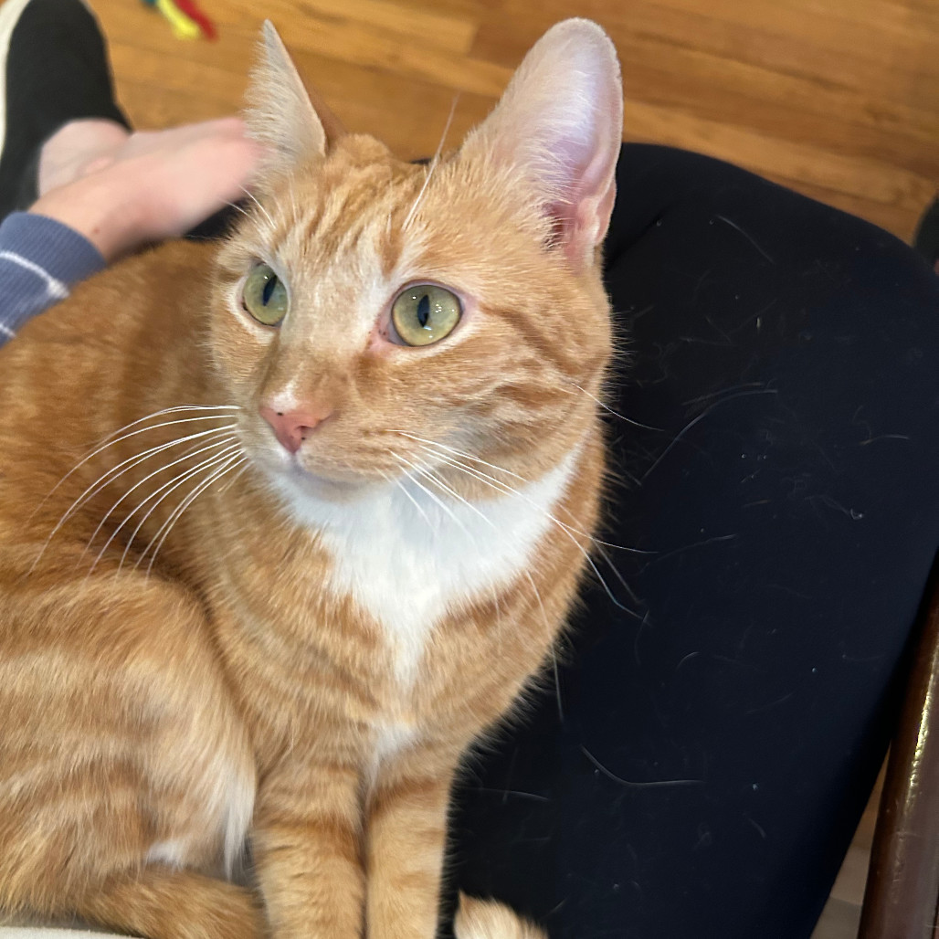 Laurie (bonded with Doug)