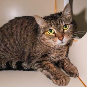 Sweetpea, Adult Female unknown
