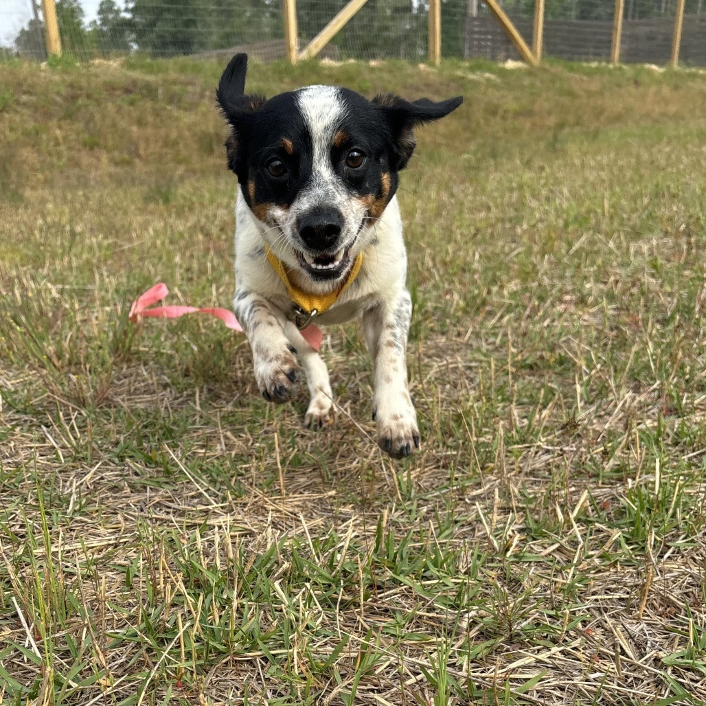 Bandit