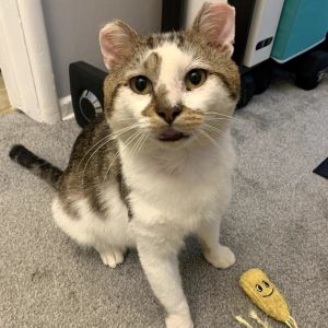 Charlie Domestic Short Hair Cat