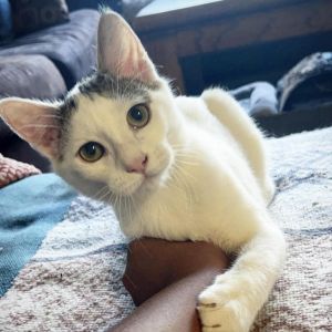 Phil Jr AKA Phil the Chill was named after the most adoptable cat I ever 