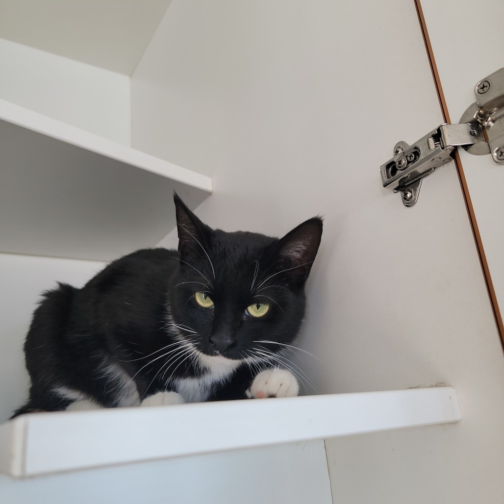 Amelia