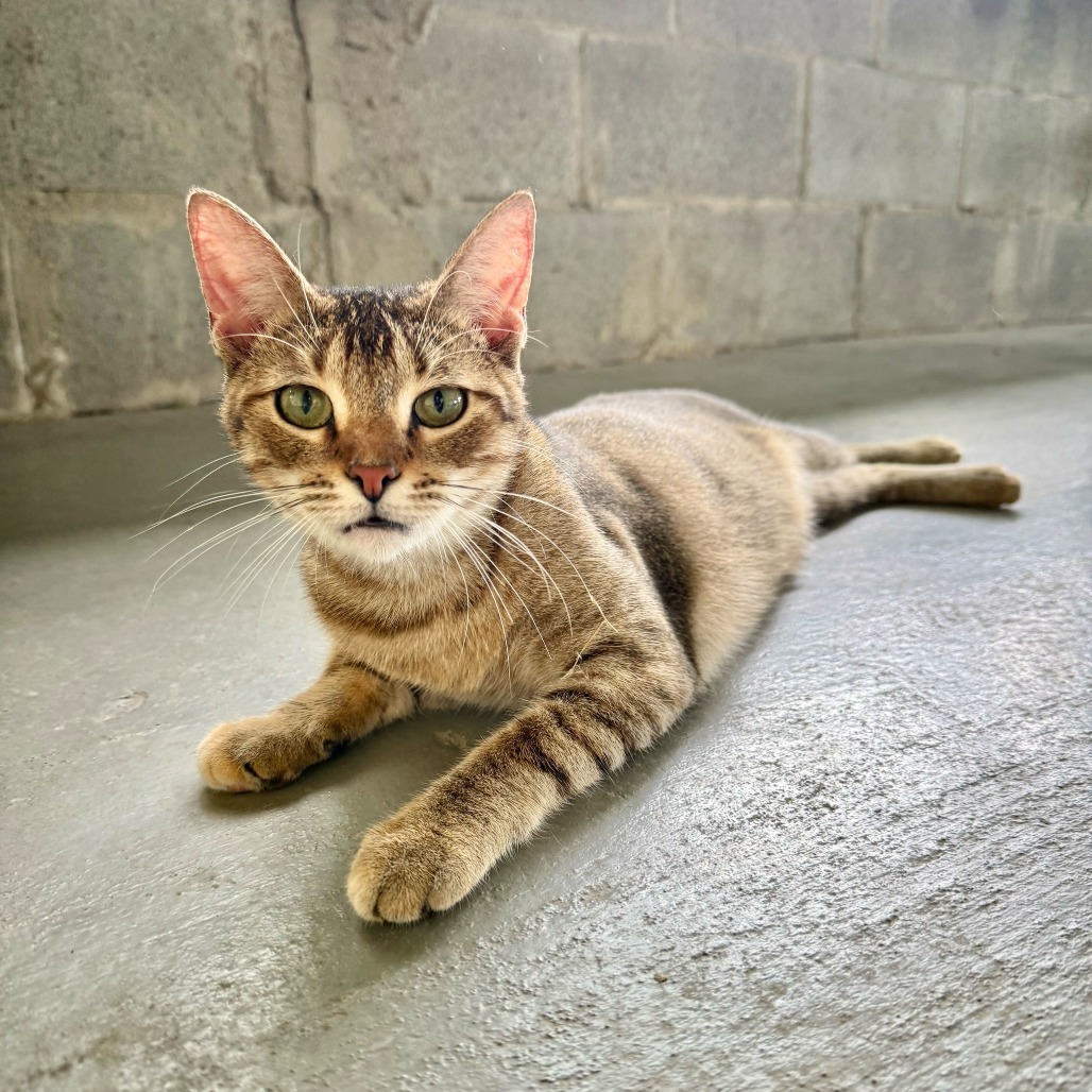 Sanskrit, an adoptable Domestic Short Hair in Carencro, LA, 70520 | Photo Image 1