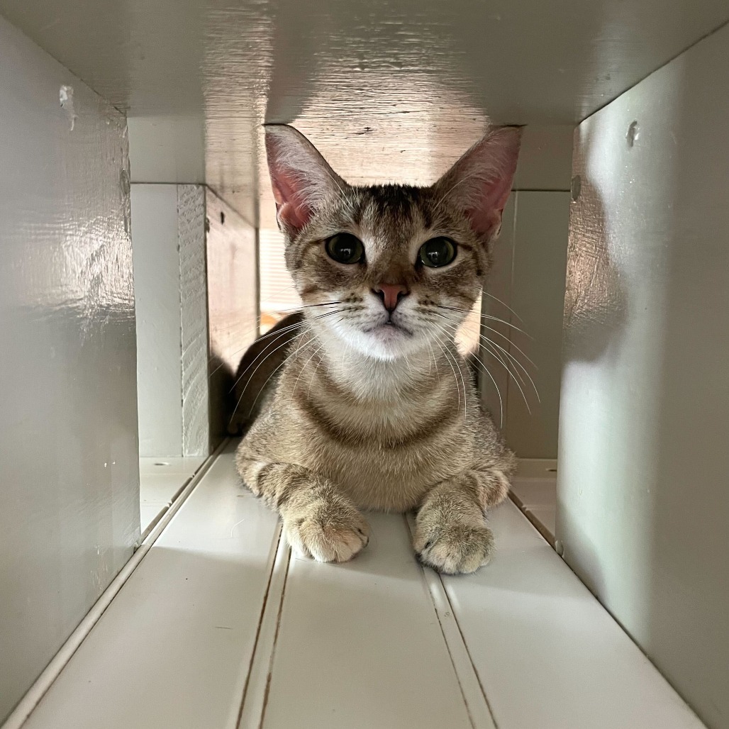 Sanskrit, an adoptable Domestic Short Hair in Carencro, LA, 70520 | Photo Image 2