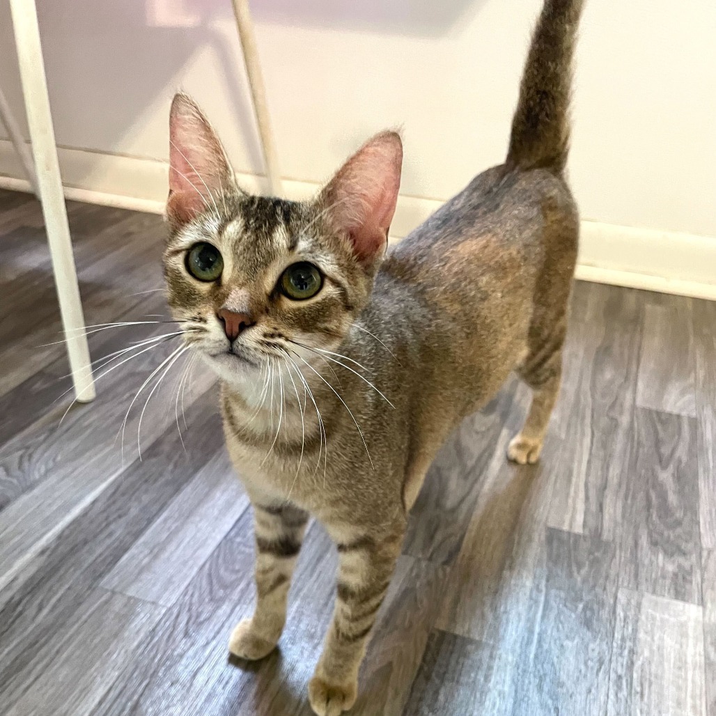 Sanskrit, an adoptable Domestic Short Hair in Carencro, LA, 70520 | Photo Image 3