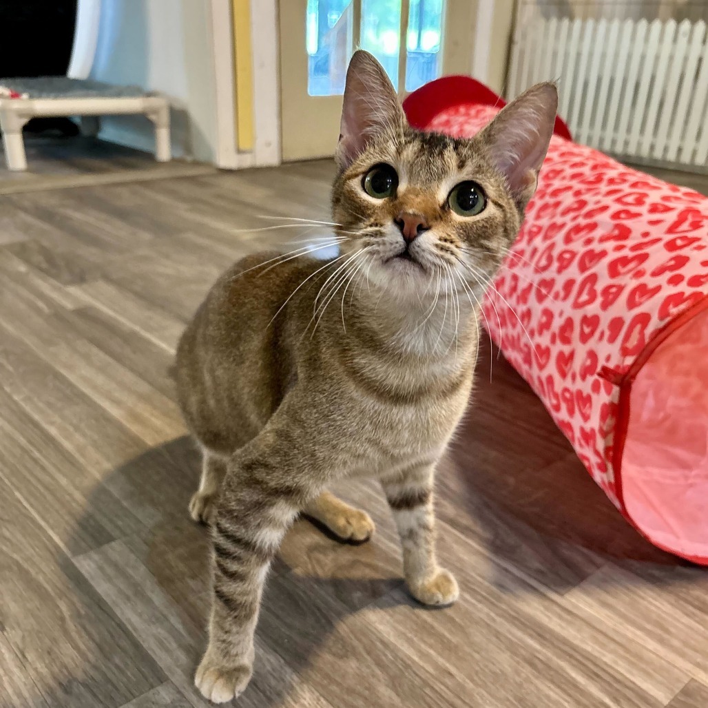 Sanskrit, an adoptable Domestic Short Hair in Carencro, LA, 70520 | Photo Image 4