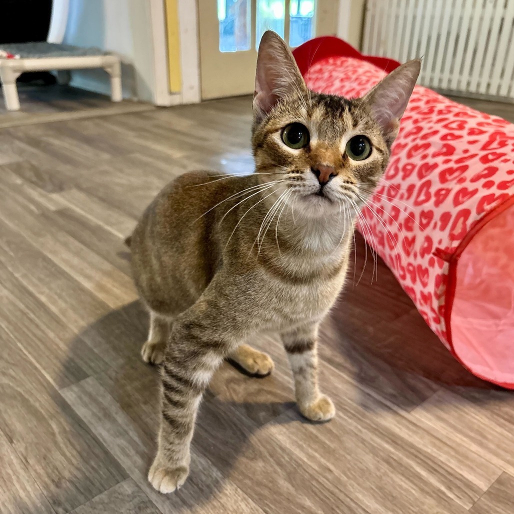 Sanskrit, an adoptable Domestic Short Hair in Carencro, LA, 70520 | Photo Image 5
