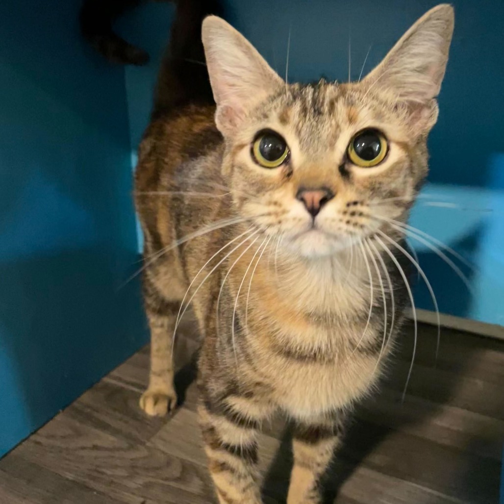 Petroglyph, an adoptable Domestic Short Hair in Carencro, LA, 70520 | Photo Image 1