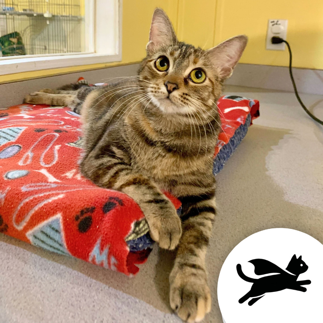 Petroglyph, an adoptable Domestic Short Hair in Carencro, LA, 70520 | Photo Image 1