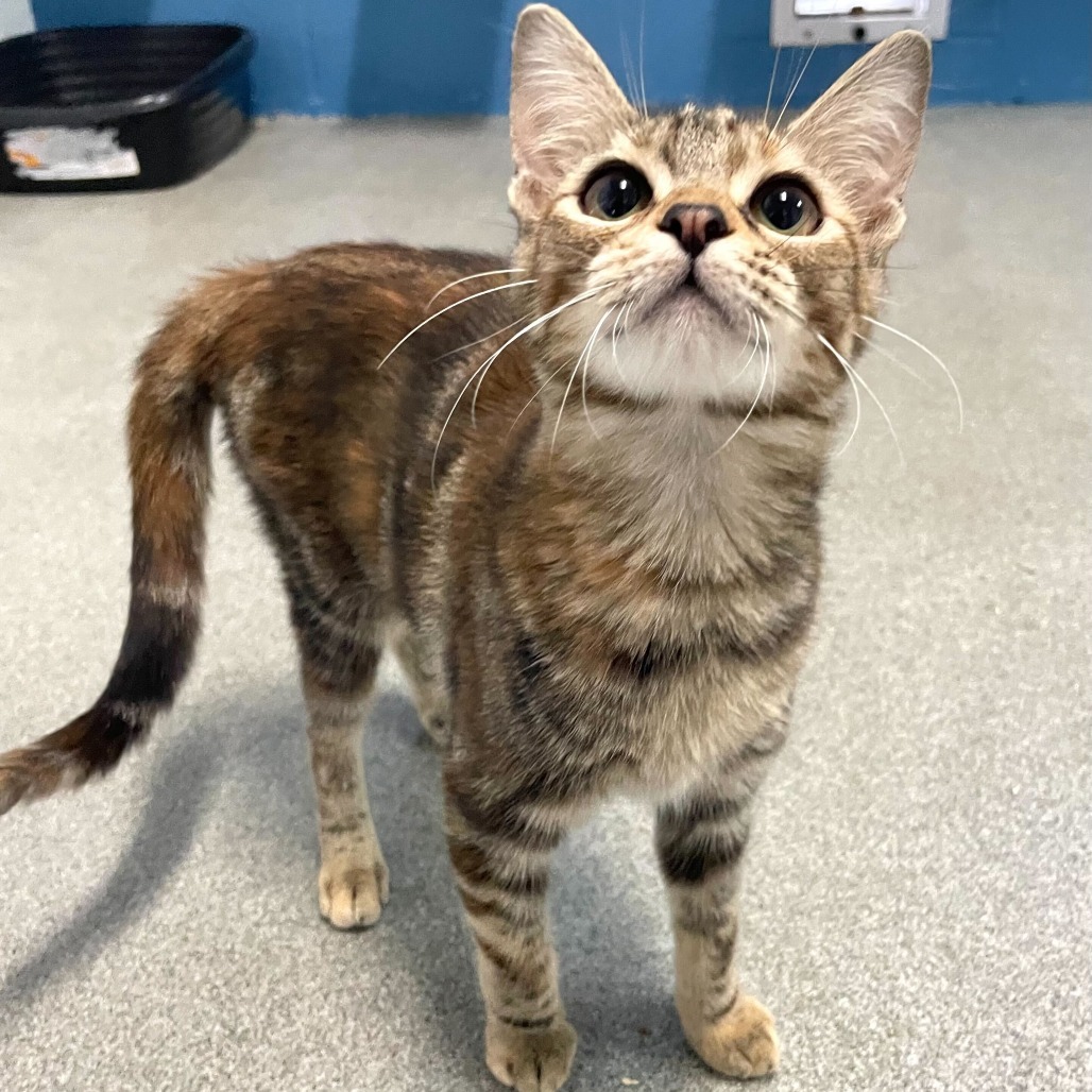 Petroglyph, an adoptable Domestic Short Hair in Carencro, LA, 70520 | Photo Image 2