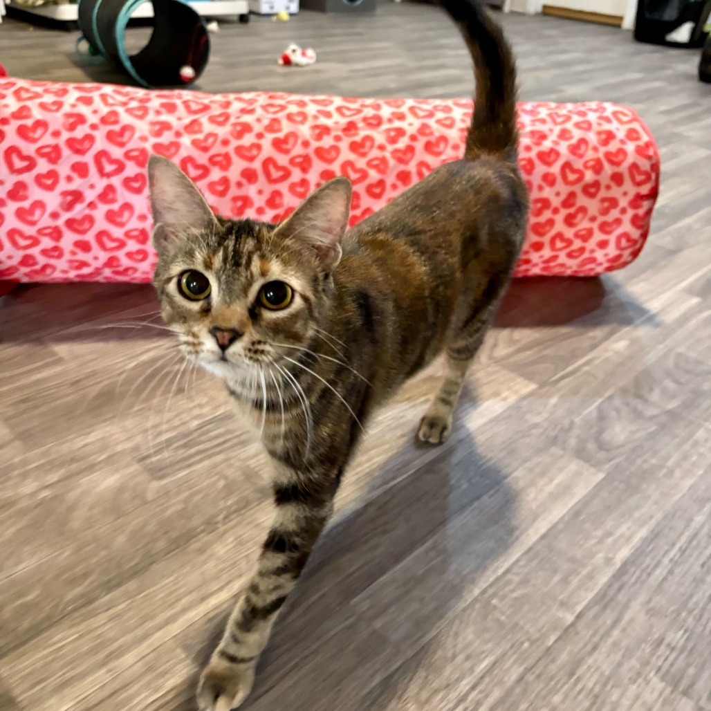 Petroglyph, an adoptable Domestic Short Hair in Carencro, LA, 70520 | Photo Image 3