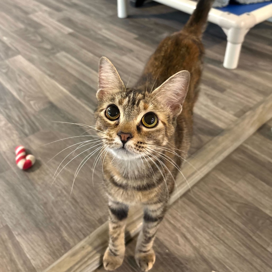Petroglyph, an adoptable Domestic Short Hair in Carencro, LA, 70520 | Photo Image 4
