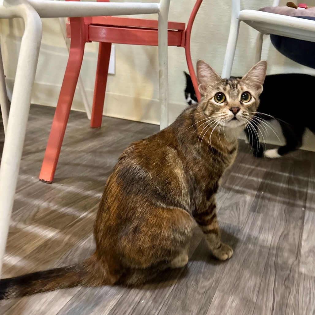 Petroglyph, an adoptable Domestic Short Hair in Carencro, LA, 70520 | Photo Image 5