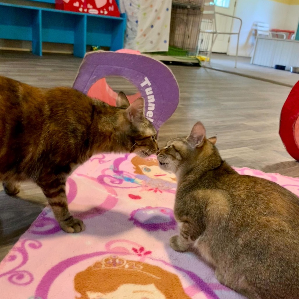 Petroglyph, an adoptable Domestic Short Hair in Carencro, LA, 70520 | Photo Image 6