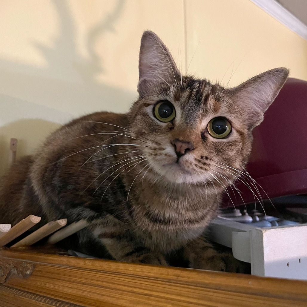 Petroglyph, an adoptable Domestic Short Hair in Carencro, LA, 70520 | Photo Image 6