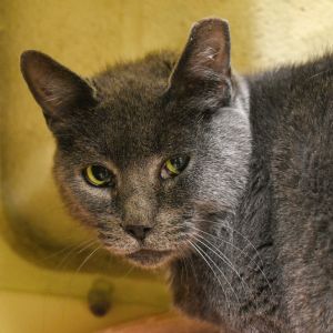Ping, Adult Female Domestic Short Hair