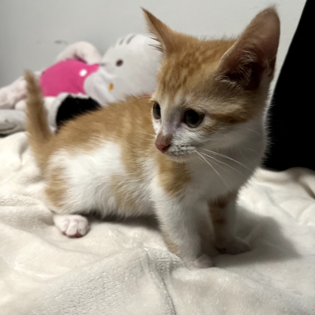 Neopolitan