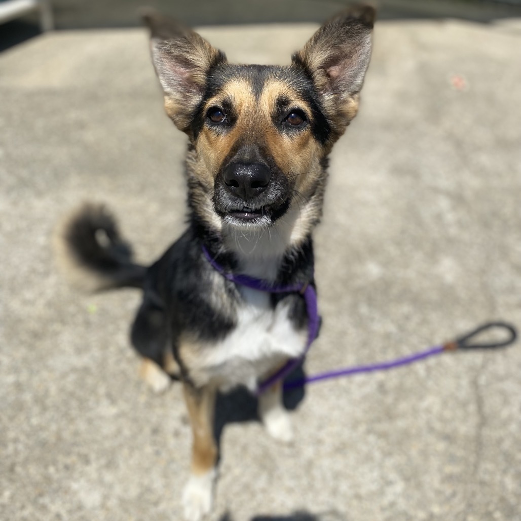 Roo