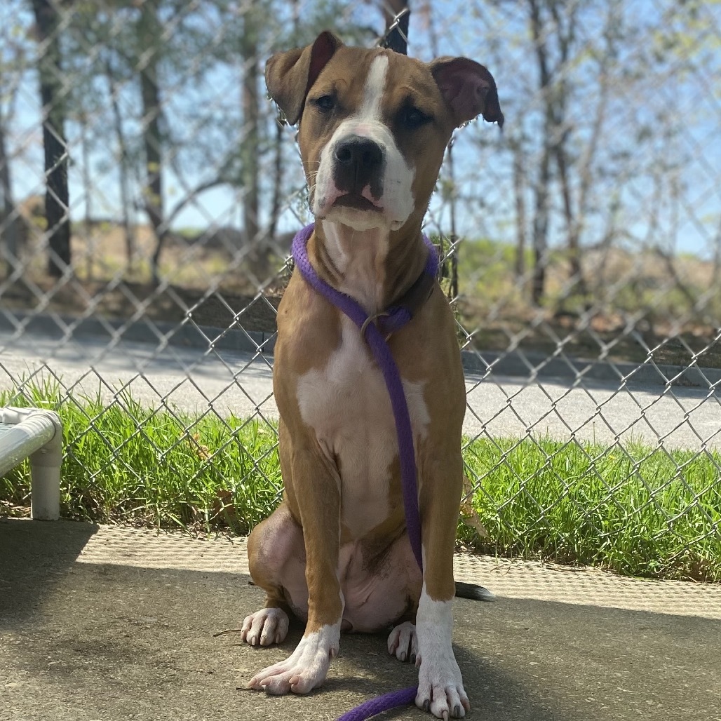 Nyla