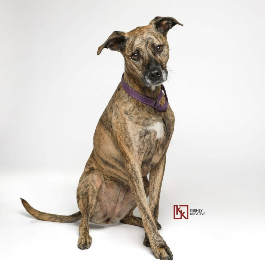 Amy - "Good news! A kind soul has fully sponsored my adoption fee-I'm ready to find my forever home."