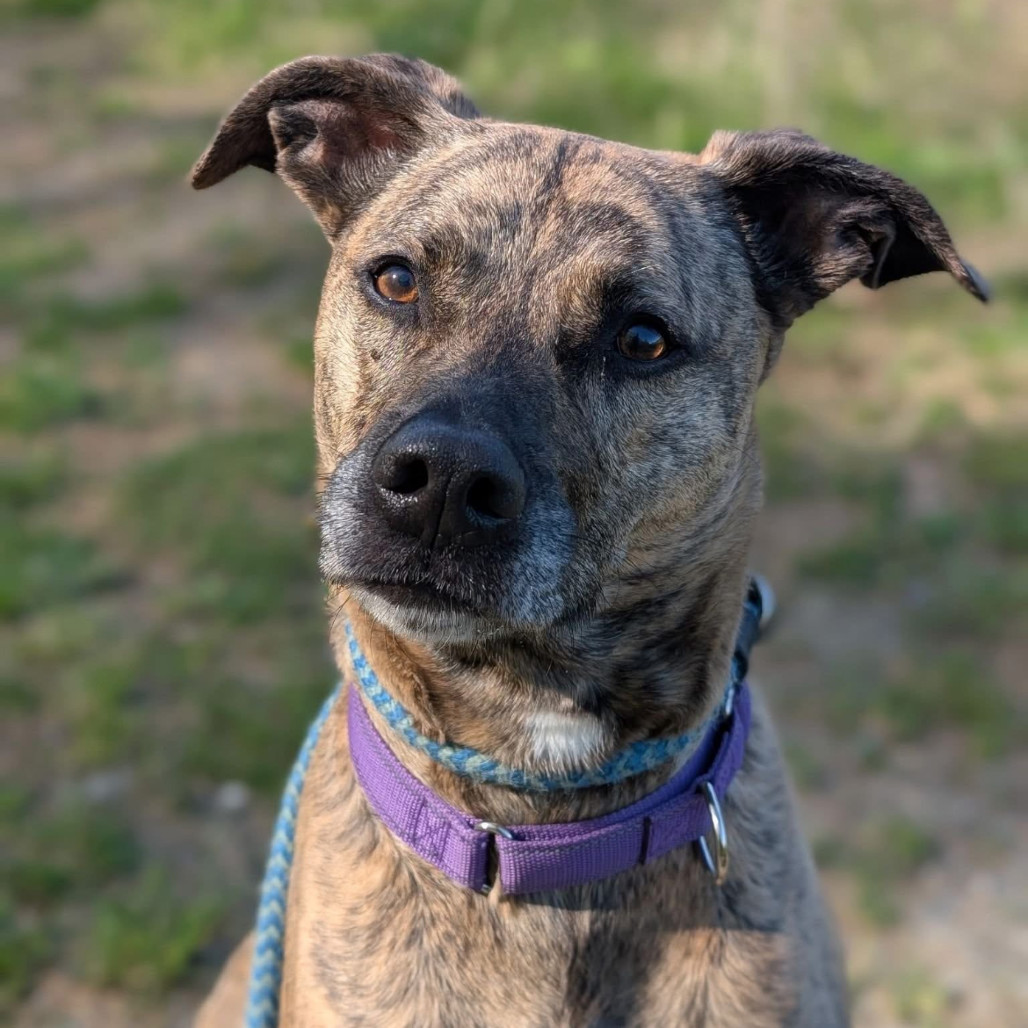 Amy - "Good news! A kind soul has fully sponsored my adoption fee-I'm ready to find my forever home."