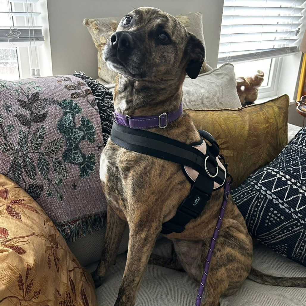 Amy - "Good news! A kind soul has fully sponsored my adoption fee-I'm ready to find my forever home."