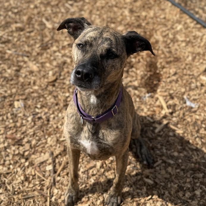 Amy - "Good news! A kind soul has fully sponsored my adoption fee-I'm ready to find my forever home."