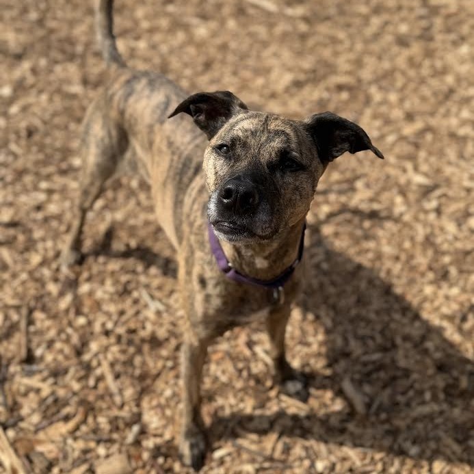 Amy - "Good news! A kind soul has fully sponsored my adoption fee-I'm ready to find my forever home."